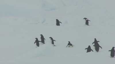 Penguins walking