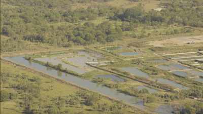 Intensive cow farming and crocodile farm