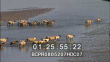 The Pre Sale lambs crossing waters in the Bay of Somme
