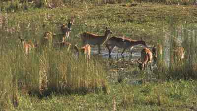 Antelopes, kudus
