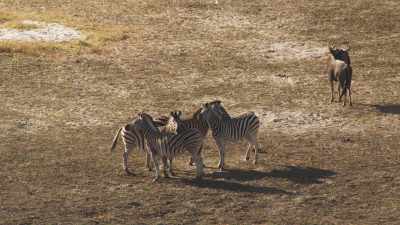 Zebras, buffalos and antelopes,impalas