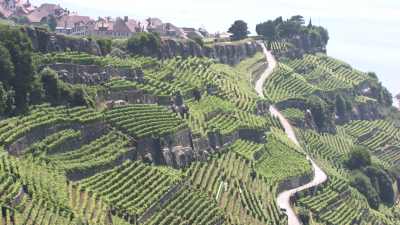 Close shots of Lavaux terrace vineyards