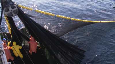 Sardine fishing, fishermen pulling up  nets