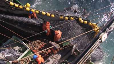 Close shots on sardines nets and fisherman