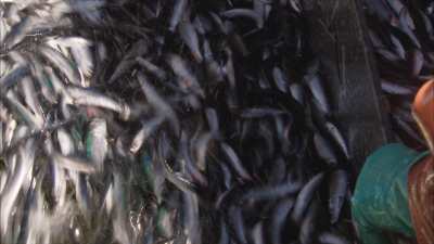 Very close shots of swarming sardines being charged on fishing boat