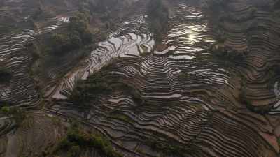 Rice fields terraces in   Yuanyang
