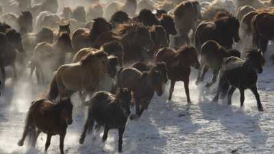 Herds of wild horses in Inner Mongolia