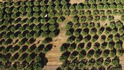 Olive plantation in Algeria