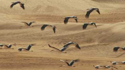 Storks flying over the dunes