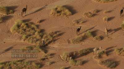 Group of dromadaries and their sheperd in the rocky desert (Djanet region)