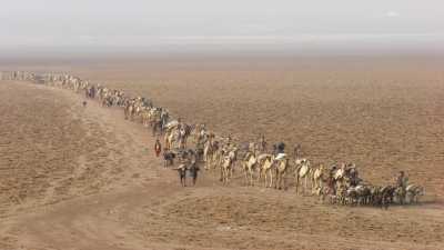 Salt camel caravans on lake Assal