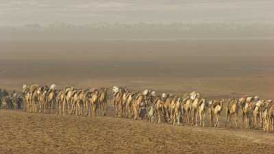 Salt camel caravans on lake Assal