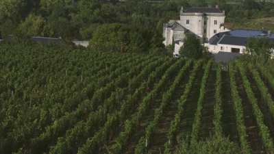 Harvest in Loire vineyards close to Saumur