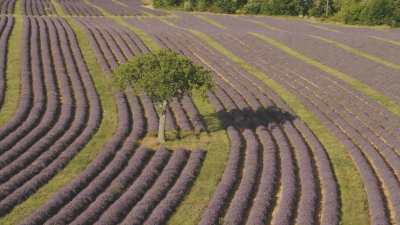 Tree in the middle of a lavender field