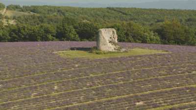 Stone ruin in a lavender field