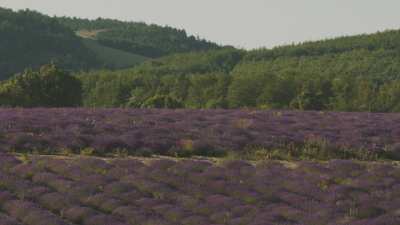 Landscapes of Provence, mountains and lavender fields