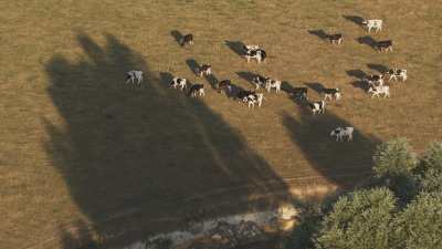 Herd of cows grazing by the water in the French countryside