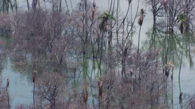 Brackish flooded lake, trees in water
