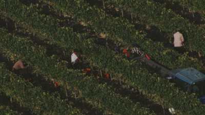 Harvests near San Gimignano