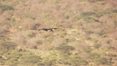 Ibis Tantale in flight