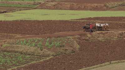 Farmers work on their land with oxes