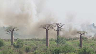 Avenue of the Baobabs, slash-and-burn