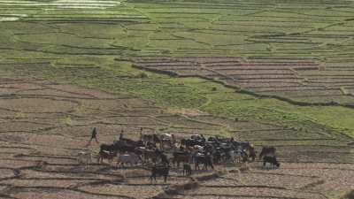 Fields and zebu herds