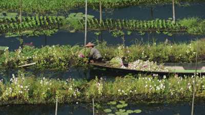 Cueillette des fleurs en pirogue