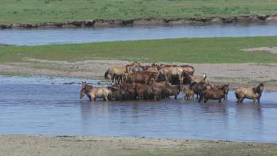 A herd of wild horses bathes