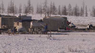 Nomadic Nenets camp and reindeers close to Doudinka