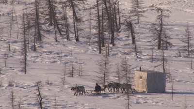 Reindeer transhumance and Nenets people