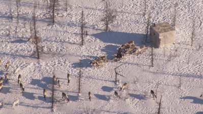 Reindeer transhumance and Nenets people