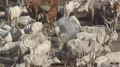 cattle and breeders, cattle camp
