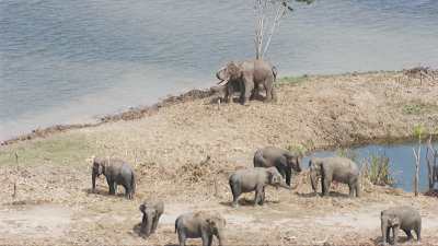 Ayutthaya Elephant Kraal animals stranded