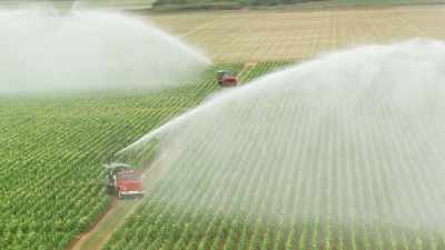 Watering fields and green beans harvesting