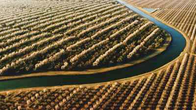 Almond trees fields, intensive growing