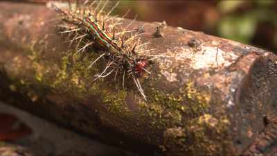 Close shots of insects and old growth forest
