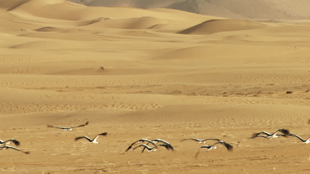Vol de cigognes dans le sud saharien