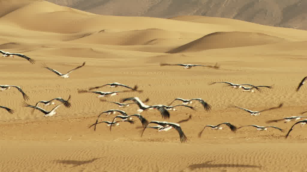 Vol de cigognes dans le sud saharien