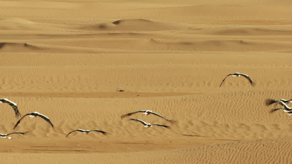 Vol de cigognes dans le sud saharien