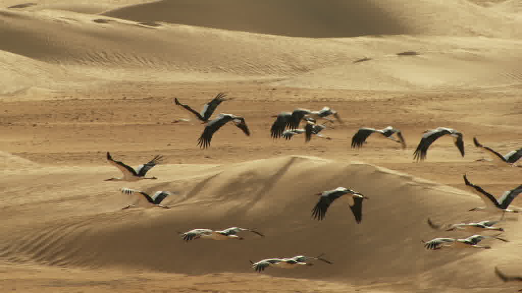 Vol de cigognes dans le sud saharien
