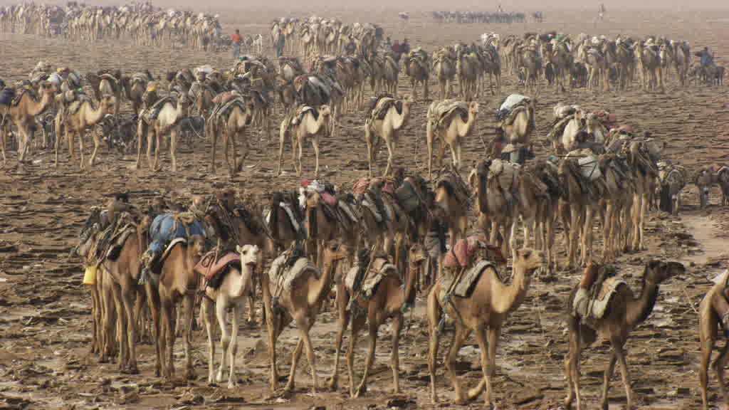 Caravan of Dromedaries and Traditional Salt Extraction on Lake Assal