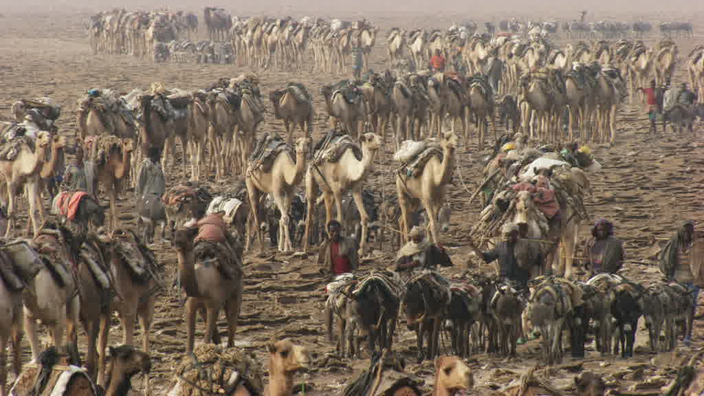 Camel Caravan and Traditional Salt Extraction at Lake Assal