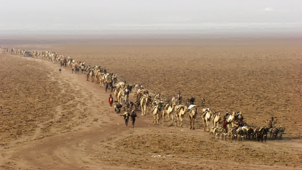 Camel Caravan and Traditional Salt Extraction on Lake Assal