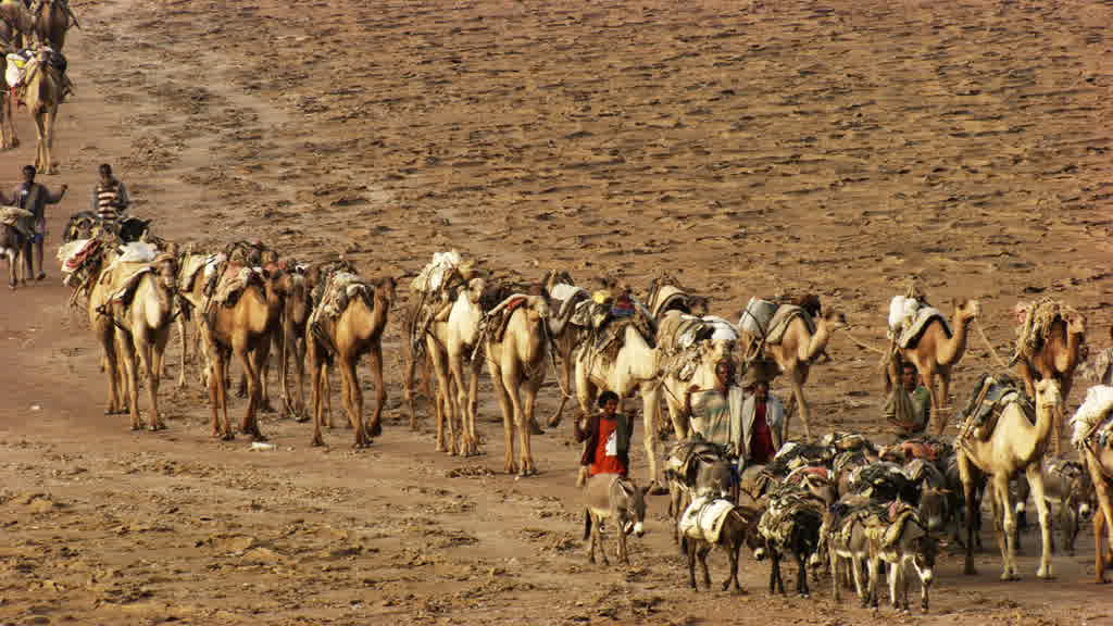 Camel Caravan and Traditional Salt Harvesting on Lake Assal