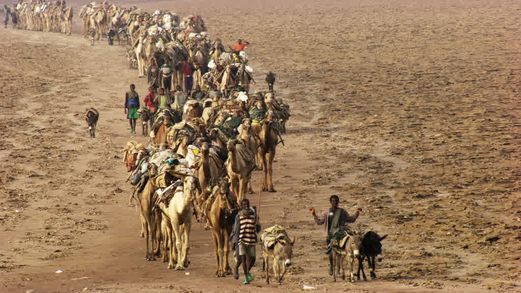 Caravan of Dromedaries and Traditional Salt Extraction on Lake Assal
