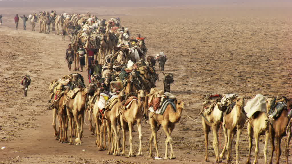 Camel caravan and traditional salt harvesting on Lake Assal