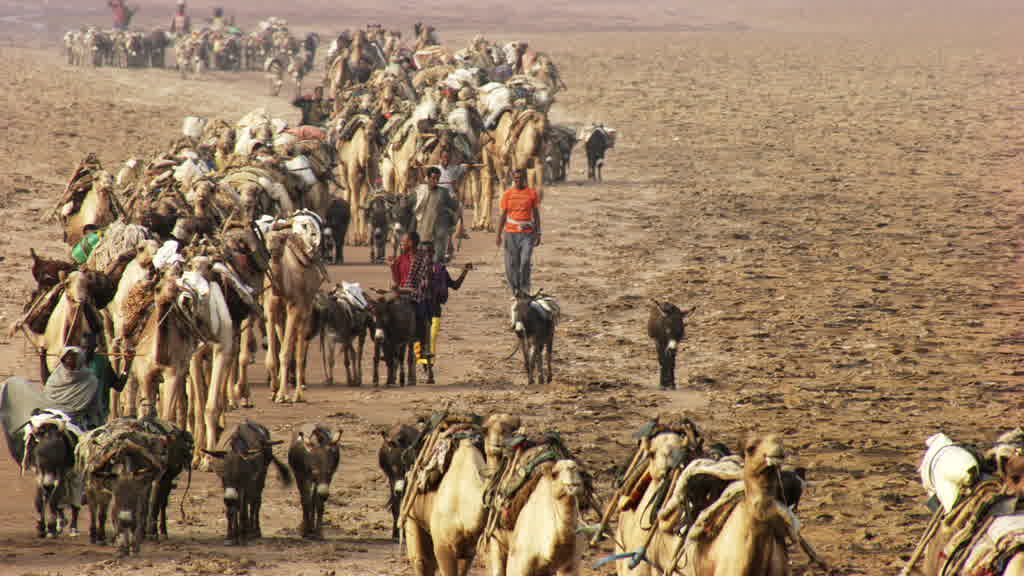Caravan of Dromedaries and Traditional Salt Harvesting on Lake Assal