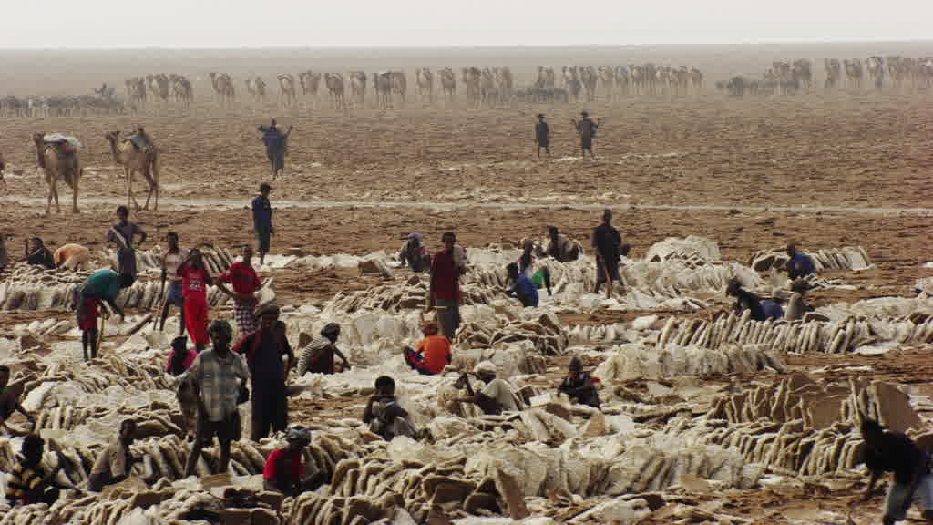 Caravan of dromedaries and traditional salt exploitation on Lake Assal