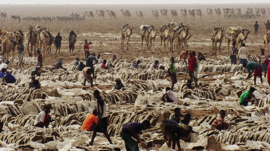 Caravan of dromedaries and traditional salt extraction on Lake Assal